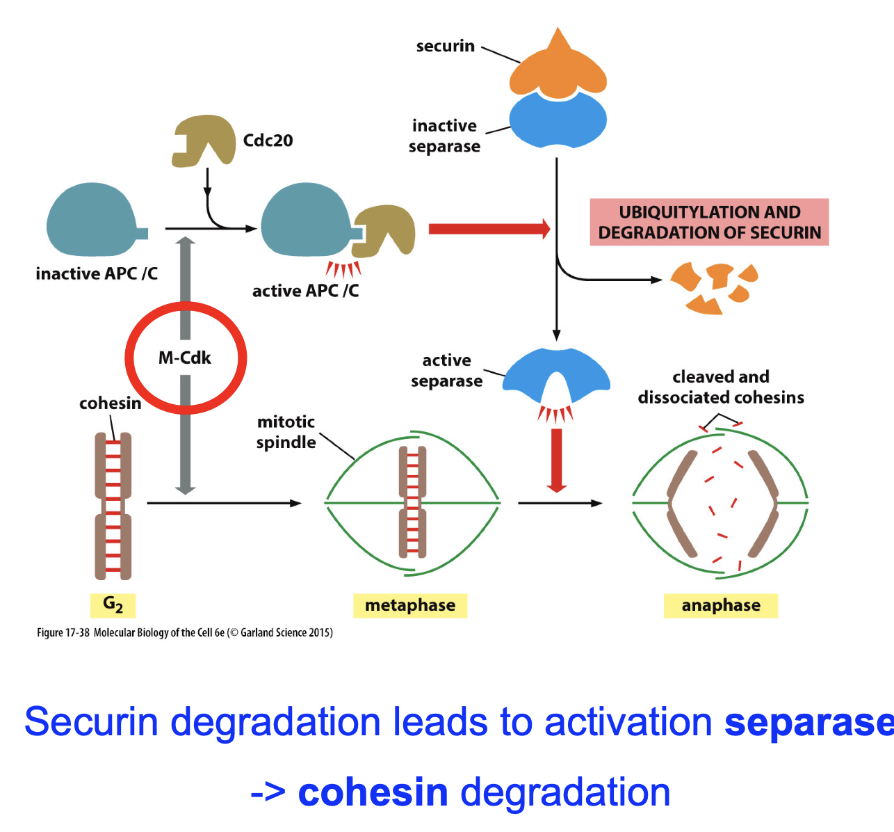 <ol><li><p>M-CDK phosporlyates APC/C.</p></li><li><p>APC/C binds Cdc20</p></li><li><p>Degrades securin (secure inhibits separase).</p></li><li><p>Active separase sapareses chromatids.</p></li><li><p>Anaphase…</p></li></ol><p></p>