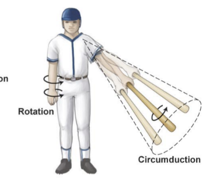 <p>Lateral and medial rotation</p>