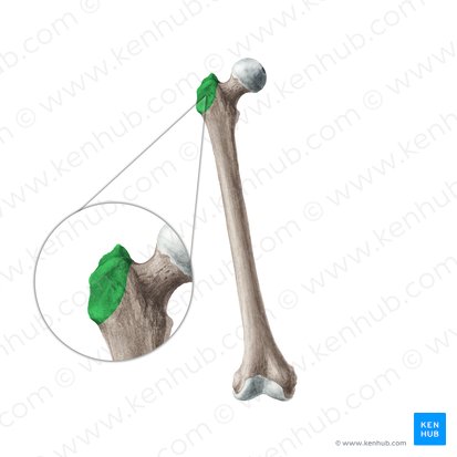 <p>a very large rough looking process found only on the femur</p>