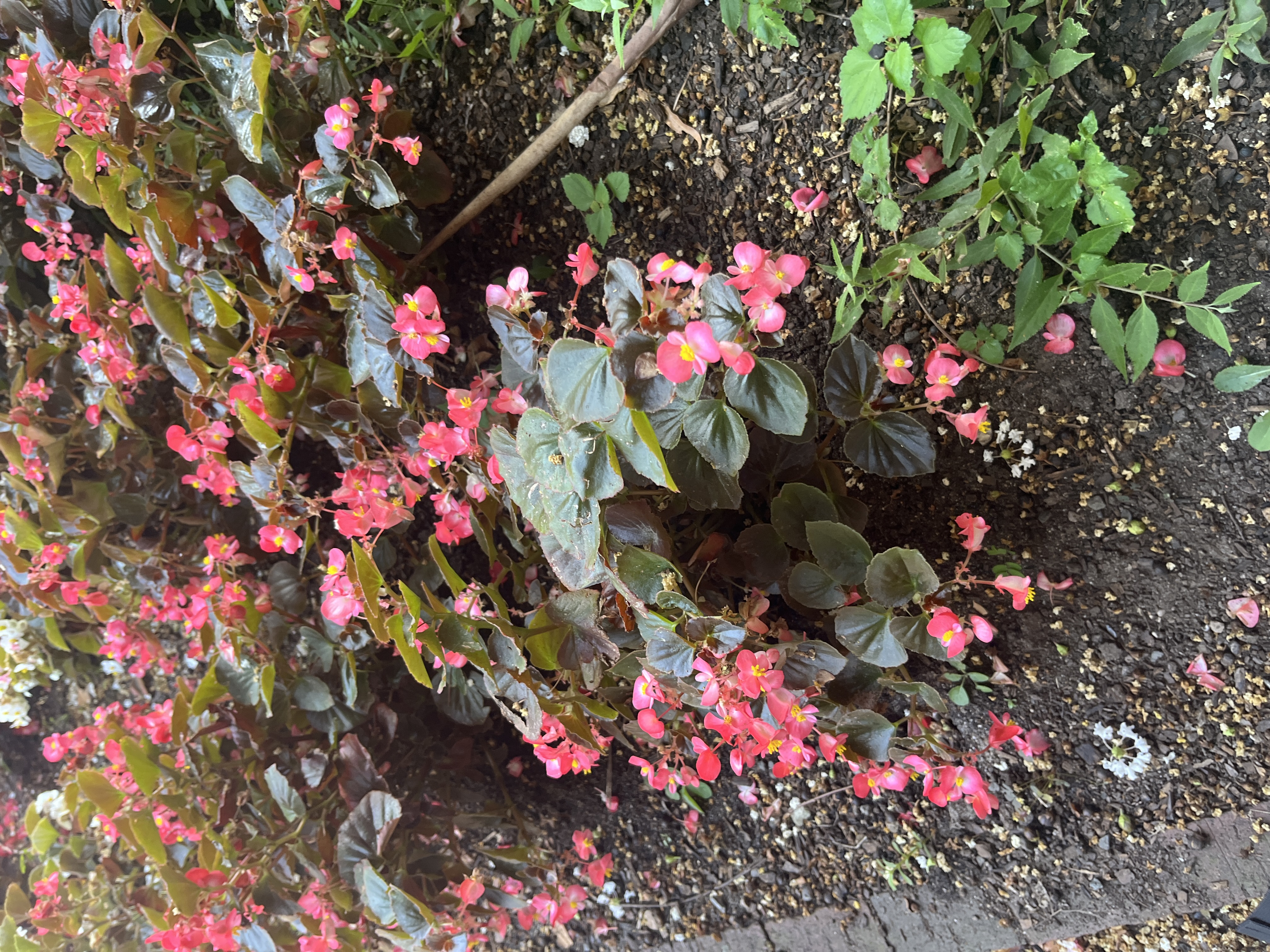 <p>Begonia semperflorens-cultorum</p>