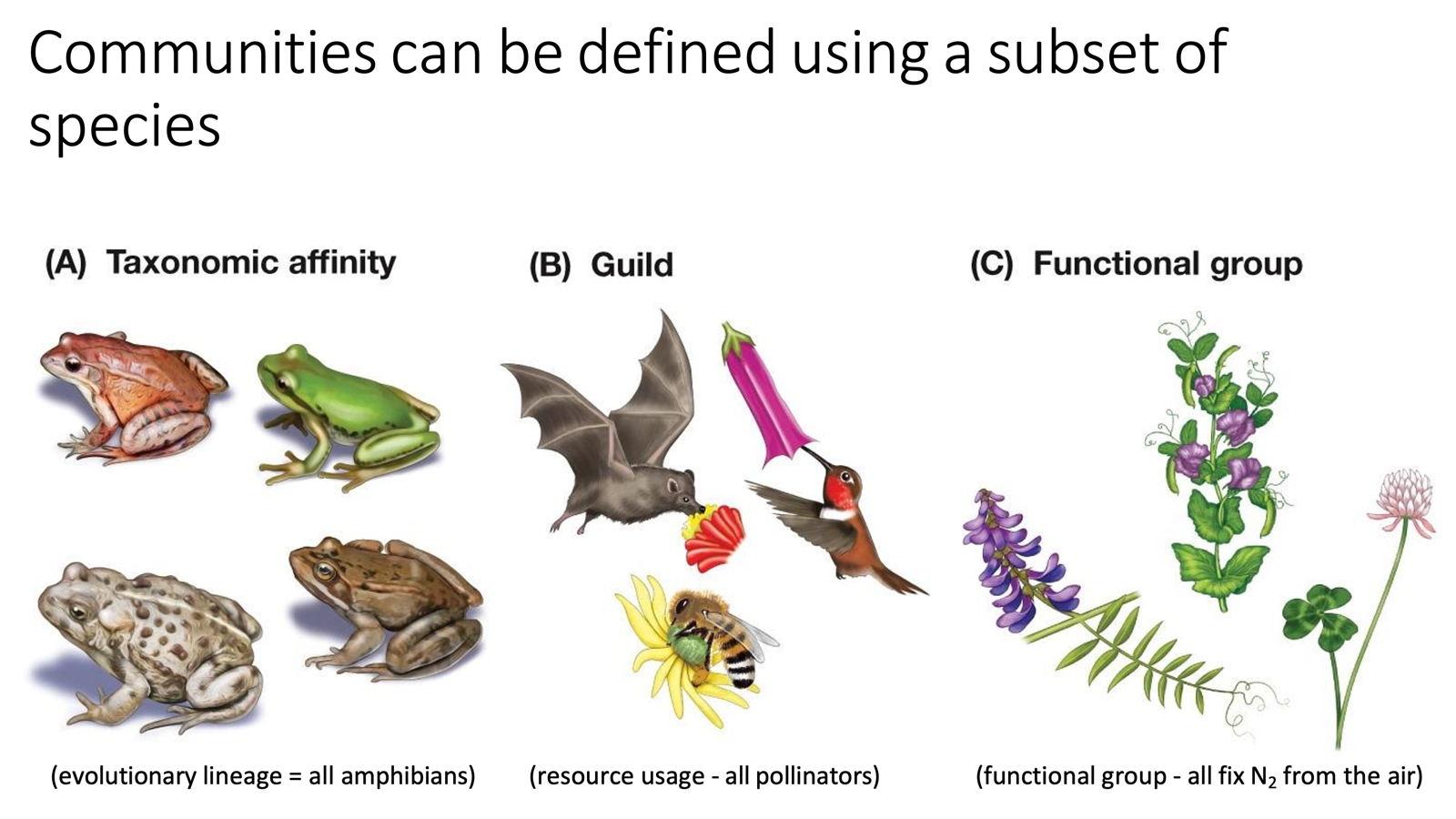 <ul><li><p>Can be defined by certain subsets, such as:</p><ul><li><p>Taxonomic affinity</p><ul><li><p><span>Focuses on </span><em>who</em><span> they are (evolutionary relationships/common ancestors).</span></p></li></ul></li><li><p>Guild</p><ul><li><p><span>Focuses on </span><em>what</em><span> they eat or use (similar resource exploitation).</span></p></li></ul></li><li><p>Functional group</p><ul><li><p><span>Focuses on </span><em>how</em><span> they act (similar ecological roles/traits)</span></p></li></ul></li></ul></li></ul><p></p>