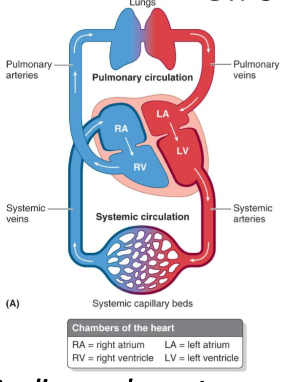 <ul><li><p><strong>Pulmonary circulation</strong>: oxygen-poor blood travels to the lungs for oxygenation via the pulmonary arteries</p></li><li><p><strong>Systemic circulation</strong>: oxygen-rich blood is returned to the heart via the systemic veins and is sent to the body for circulation</p></li></ul><p></p>