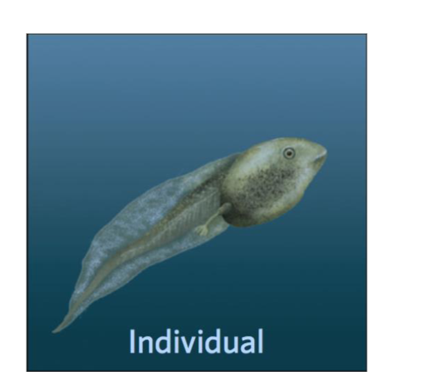 <p><span>A living being; the most fundamental unit of<br>ecology.</span></p>