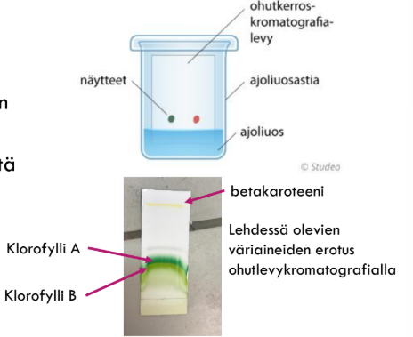 <p>Seoksen aineet jaetaan näiden kahden faasin välillä. </p><p>Jos aine tykkää <em>paikallaan pysyvästä faasista</em> (levystä), se jää alas. </p><p>Jos se taas tykkää <em>liikkuvasta faasista</em> (nesteestä), se matkustaa nesteen mukana ylös asti.</p>