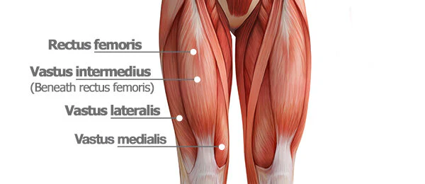 <p>origin: anterior and lateral surfaces of proximal shaft of femur</p><p>insertion: patella+tibial tuberosity</p>