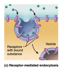 <p>The main mechanism for specific endocytosis of most macromolecules is receptor-mediated endocytosis.</p><p>The receptors for this process are plasma membrane proteins that bind only certain substances. </p><p>This exquisitely selective mechanism allows cells to concentrate material that is present only in small amounts in the extracellular fluid.</p>