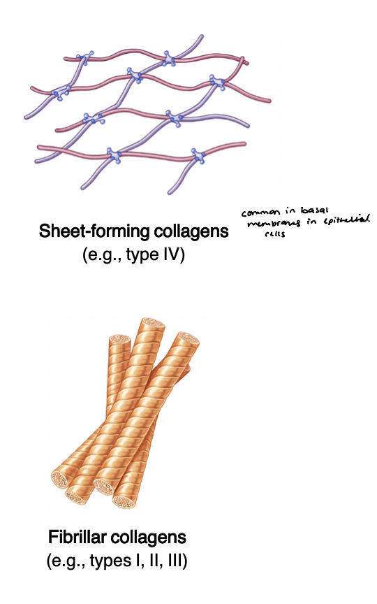 <p>most abundant ECM proteins; provide the primary <strong><u>structural scaffold</u></strong> in many tissues </p><ul><li><p>form fibrils and fibers to create tensile strength and resistance to stretching </p></li><li><p>highly organized and cross-linked </p><ul><li><p>enables mechanical <strong><em><u>stability</u></em></strong> and <strong><em><u>durability</u></em></strong> of tissues </p></li></ul></li></ul><p>type I → skin, bone, tendon </p><p>type II → cartilage </p><p>type III → basement membrane (network forming) </p>