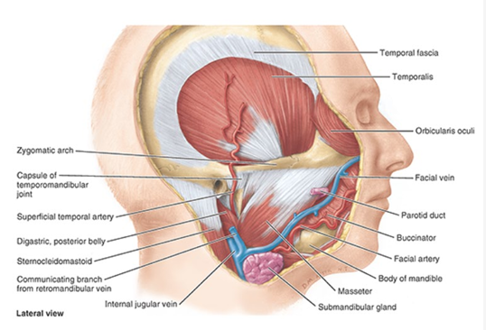 <ul><li><p><strong>inferior to zygomatic arch</strong></p></li><li><p>inf part of temporalis muscle</p></li><li><p>lat and med pterygoid muscles</p></li><li><p>maxillary artery</p></li><li><p>pterygoid venous plexus</p></li><li><p>nerves: </p><ul><li><p>mandibular (V3)</p></li><li><p>inf alveolar</p></li><li><p>lingual</p></li><li><p>buccal</p></li><li><p>chorda tympani nerves (CN VII)</p></li></ul></li><li><p>otic ganglion</p></li></ul><p></p>