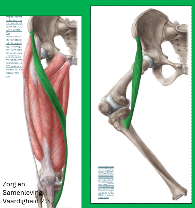 <p><span style="line-height: 0px;"><strong>Origo:</strong></span><span style="line-height: 22px;"><br></span><span style="line-height: 0px;">Spina iliaca anterior superior</span><span style="line-height: 22px;"><br></span><span style="line-height: 0px;"></span></p><p class="Paragraph WhiteSpaceCollapse SCXP187204212 BCX8" style="text-align: left;"><span style="line-height: 0px;"><strong>Insertie: </strong></span><span style="line-height: 22px;"><br></span><span style="line-height: 0px;">facies medialis tibiae (mediaal van het tuberositas tibiae) </span><span style="line-height: 22px;"><br></span><span style="line-height: 0px;">via de pes anserinus superficialis </span></p><p class="Paragraph WhiteSpaceCollapse SCXP187204212 BCX8" style="text-align: left;"><span style="line-height: 0px;"></span></p><p class="Paragraph WhiteSpaceCollapse SCXP187204212 BCX8" style="text-align: left;"><span style="line-height: 0px;"><strong>Functie:</strong></span></p><p class="Paragraph WhiteSpaceCollapse SCXP187204212 BCX8" style="text-align: left;"><span style="line-height: 0px;">art. coxae:</span></p><ul><li><p class="Paragraph WhiteSpaceCollapse SCXP187204212 BCX8" style="text-align: left;"><span style="line-height: 0px;"><em>anteflexie</em></span></p></li><li><p class="Paragraph WhiteSpaceCollapse SCXP187204212 BCX8" style="text-align: left;"><span style="line-height: 0px;"><em>exorotatie</em></span></p></li><li><p class="Paragraph WhiteSpaceCollapse SCXP187204212 BCX8" style="text-align: left;"><span style="line-height: 0px;"><em>abductie</em></span></p></li><li><p class="Paragraph WhiteSpaceCollapse SCXP187204212 BCX8" style="text-align: left;"><span style="line-height: 0px;"></span></p></li></ul><p class="Paragraph WhiteSpaceCollapse SCXP187204212 BCX8" style="text-align: left;"><span style="line-height: 0px;">art. genus:</span><span style="line-height: 22px;"><br></span><span style="line-height: 0px;"><em>* flexie</em></span></p><p class="Paragraph WhiteSpaceCollapse SCXP187204212 BCX8" style="text-align: left;"><span style="line-height: 0px;"><em>* Exorotatie (bij gebogen knie)</em></span></p>