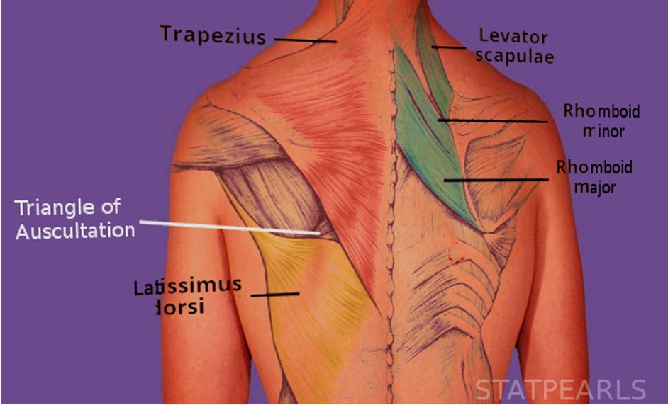 <p>Triangle of auscultation </p>