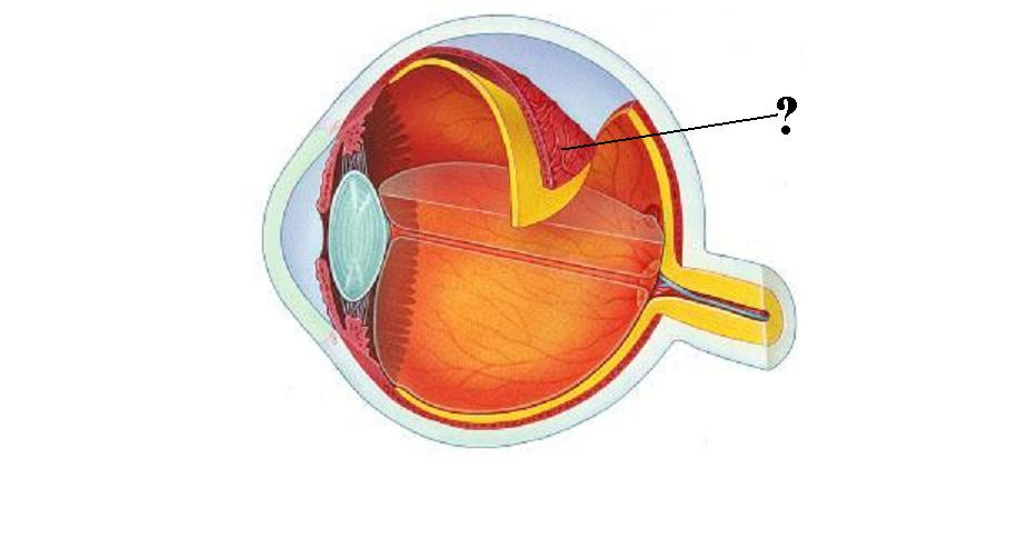 <p>Identify the indicated structure</p>