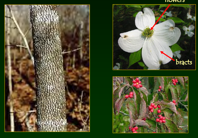 <p>•</p><p>Key Characters:</p><p>•</p><p>White “flowers” (bracts)</p><p>•</p><p>Red football-shaped fruits</p><p>•</p><p>Opposite leaves</p><p>•</p><p>Arcuate venation</p><p>•</p><p>Blocky bark</p>