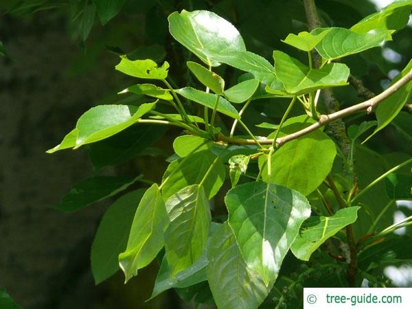 <p>Populus balsamifera (Salicaceae)</p>