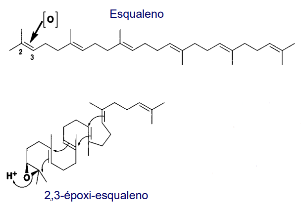 <ol><li><p><strong>Esqualeno (molécula linear)</strong></p><ul><li><p>Ponto de partida (triterpeno linear)</p></li></ul></li><li><p><strong>Formação de 2,3-epóxi-esqualeno</strong></p><ul><li><p>O esqualeno sofre <strong>epoxidação</strong></p></li><li><p>Forma-se um <strong>epóxido</strong> (anel com oxigénio)</p></li></ul></li><li><p><strong>Abertura do epóxido</strong></p><ul><li><p>O epóxido abre → gera um <strong>carbocatião</strong></p></li><li><p>Este passo <strong>inicia a ciclização</strong></p></li></ul></li><li><p><strong>Ciclização da molécula</strong></p><ul><li><p>A cadeia dobra e forma <strong>anéis</strong></p></li><li><p>O tipo de estrutura depende da <strong>conformação</strong> da molécula</p></li></ul></li><li><p><strong>Formação de dois catiões possíveis</strong></p><ul><li><p><span data-name="small_blue_diamond" data-type="emoji">🔹</span> <strong>Catião protostano</strong></p><ul><li><p>Origina:</p><ul><li><p>cucurbitanos</p></li><li><p>cicloartanos</p></li></ul></li></ul></li><li><p><span data-name="small_blue_diamond" data-type="emoji">🔹</span> <strong>Catião damarano</strong></p><ul><li><p>Origina:</p><ul><li><p>triterpenos pentacíclicos</p></li></ul></li></ul></li></ul></li></ol><p></p>