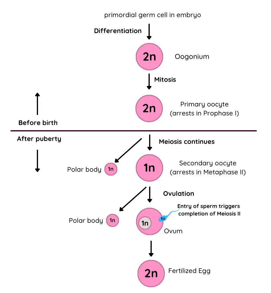 <p>Primordial germ cell</p><p>Oogonium</p><p>Primary oocyte</p><p>Secondary oocyte</p><p>Ovum</p>