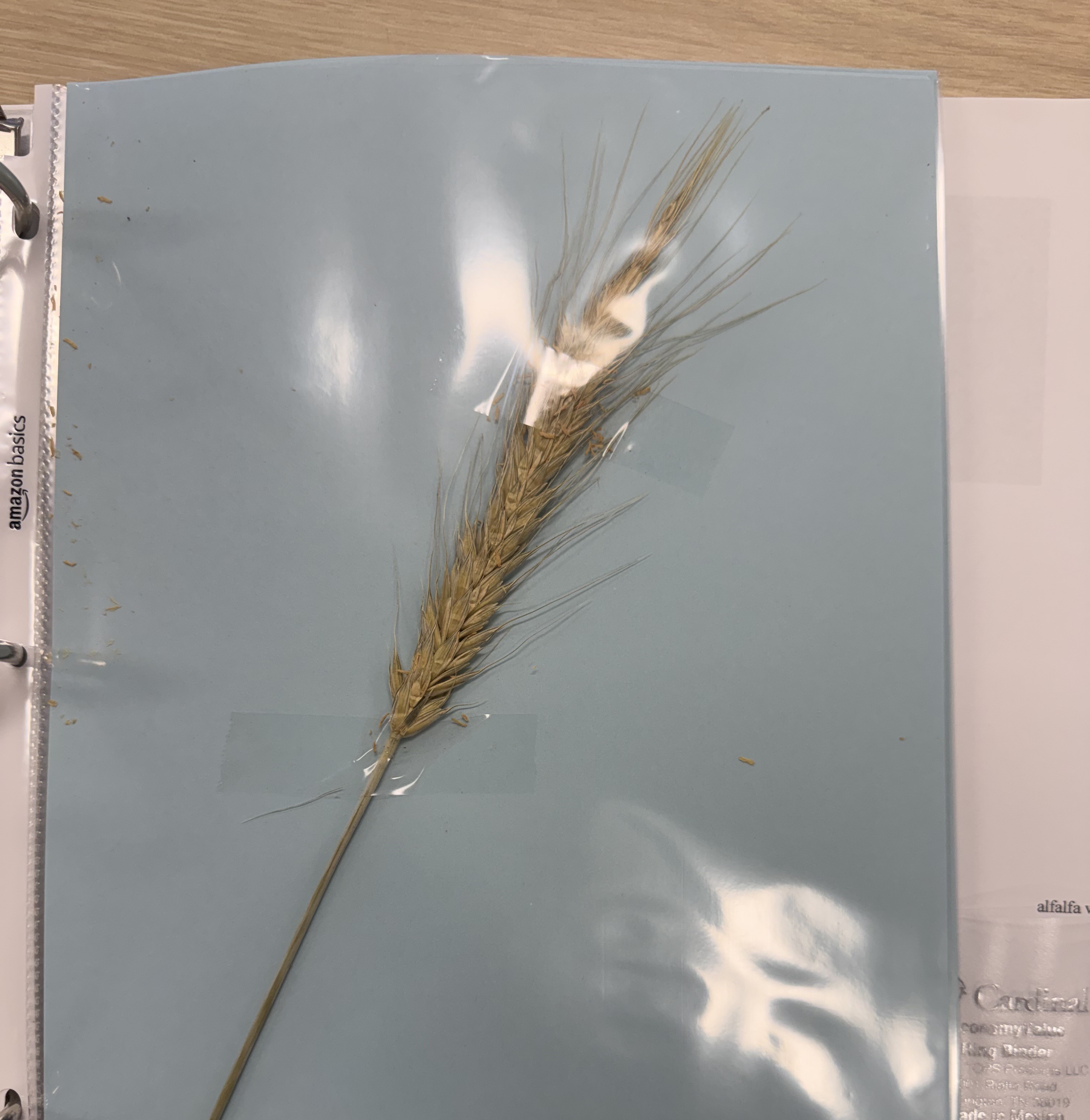 <p>Triticale</p>