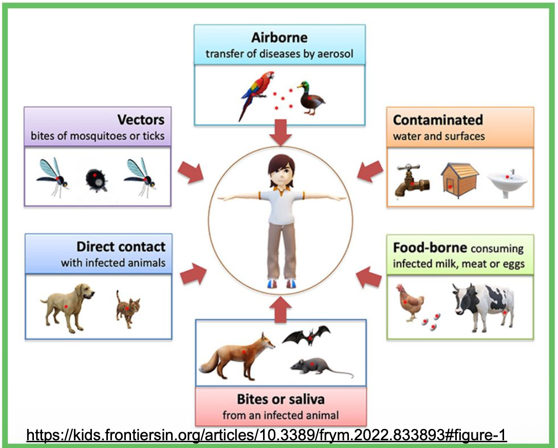 <p><strong><u>Zoonoses (Zoonotic Diseases)</u></strong></p><p class="p2">• A zoonosis is any disease or infection that is naturally transmissible from ? to humans</p><p class="p2">• Zoonotic pathogens may be ?,?,?</p><p class="p3">• Can spread to humans through ? or ?, ? or the ?</p>