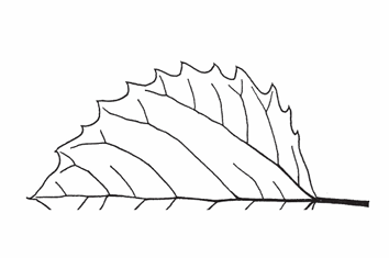 <p>A leaf margin with sharp teeth that point outward at right angles to the margin.</p>