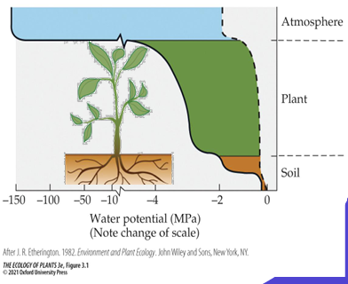 <p>Direction of water movement / water potential from soil to atmosphere [IMAGE SLIDE 77]</p>