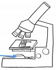 <p>Projects light upward through the diaphragm and stage</p>
