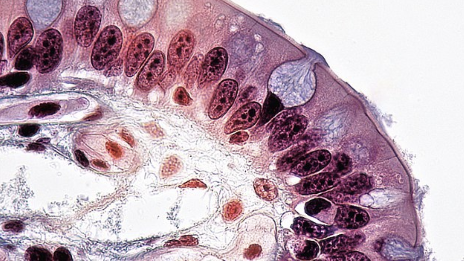 <p>What epithelial tissue is displayed + function</p>