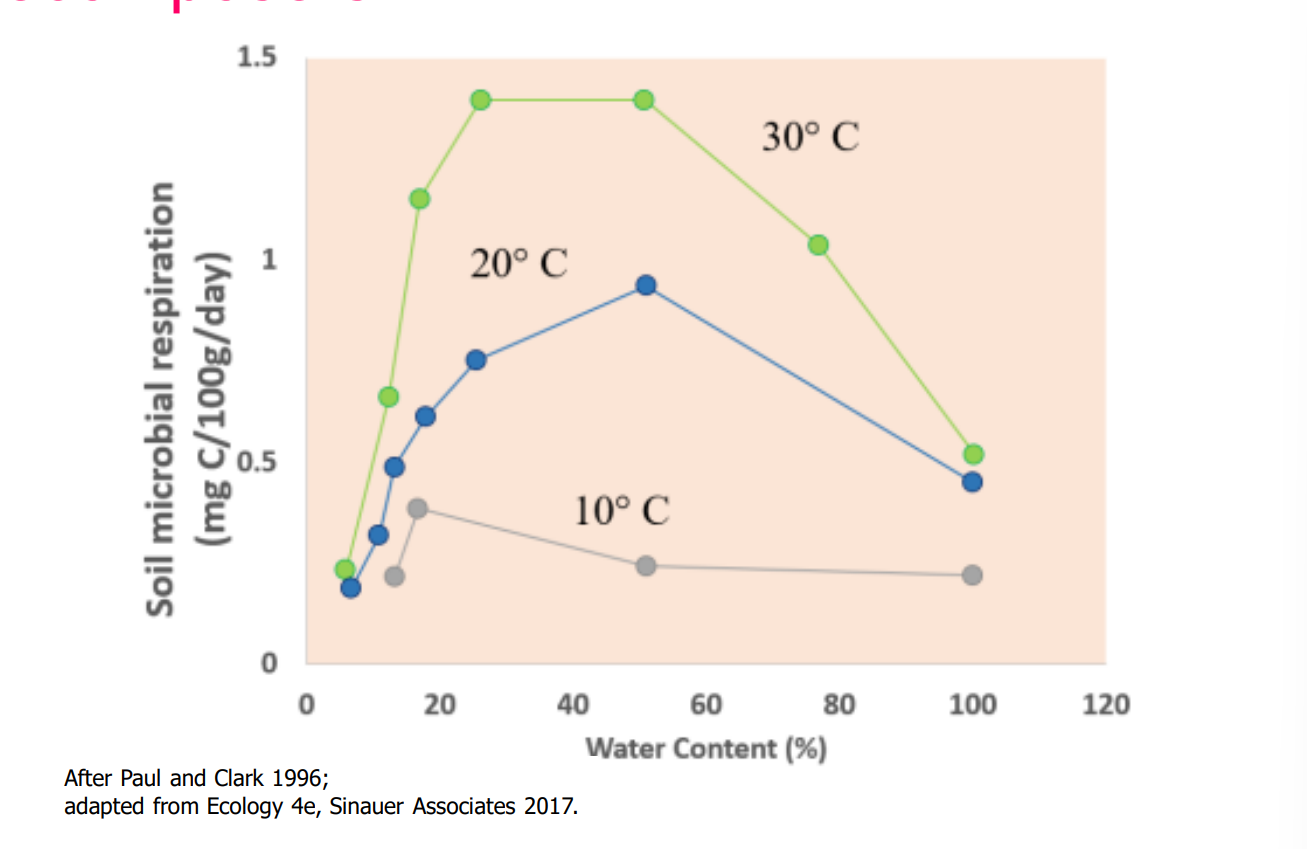 <p>temperature and water content (soil microbial respiration) work together to determine the rate of decomposition </p><ul><li><p>High heat increases decomposer respiration, microbial activity is suppressed at cold temps</p></li><li><p>when optimal moisture is reached respiration peaks</p></li></ul><p></p>