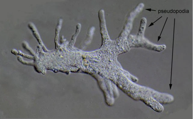 <p>Amoeba</p>