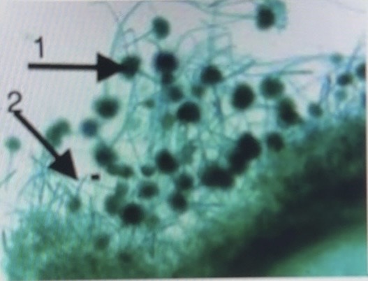 term image