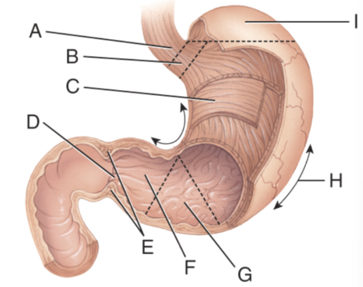 <p>Which of the indicated structures contains glands which secrete an alkaline mucus that helps neutralize the acidic chyme?</p>
