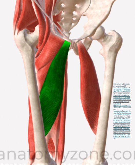 <p><span><strong>Origo</strong>: </span><span style="line-height: 31px;"><br></span><span style="line-height: 0px;">tuberculum pubicum (onderkant)</span><span style="line-height: 31px;"><br><br></span><span><strong>Insertie</strong>: </span><span style="line-height: 31px;"><br></span><span>l</span><span style="line-height: 0px;">inea aspera femoris (middelste 2 /4 deel) </span><span style="line-height: 31px;"><br><br></span><span><strong>Functie</strong>: </span><span style="line-height: 31px;"><br></span><span>art. Coxae:</span><span style="line-height: 31px;"><br></span><span>* <em>adductie</em></span><span style="line-height: 31px;"><br></span><span>* <em>anteflexie</em></span><span style="line-height: 31px;"><br></span><span>* <em>exorotatie</em></span><span style="line-height: 31px;"><br></span><span style="line-height: 0px;"></span></p>