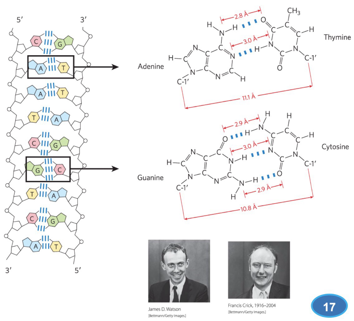 <p>Repeating units of <strong>2’-deoxyribonucleoside 5’-monophosphate (dNMP)</strong></p><p>DNA contains two unbranched <strong>polynucleotide chains</strong> in an <strong>antiparallel</strong> orientation</p><p>The chains interact via <strong>H-bonds</strong> (Weak interactions allow separation for certain processes)</p><p>Based on <strong>“Watson-Crick-Franklin” base pairing</strong>: AT(U) &amp; GC</p><p><strong>Backbone</strong> made of the sugar and phosphate portion of nucleotides</p>