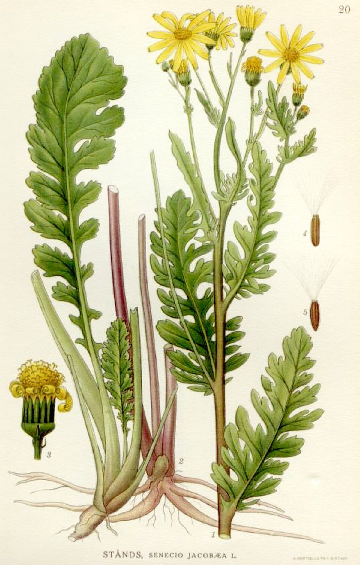 <p>populage des marais </p>