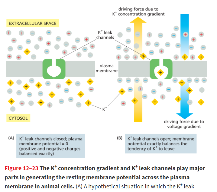 <p>Ion channel permeable to K+ that randomly flickers between an open and closed state, allowing K+ to move freely across membrane</p><ul><li><p> largely responsible for the resting membrane potential in animal cells.</p></li></ul><p></p>