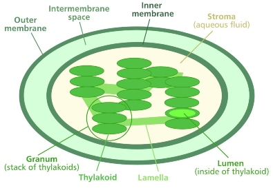 <p>LDR thylakoid membrane, LIR stroma</p>