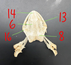 <p>6</p>