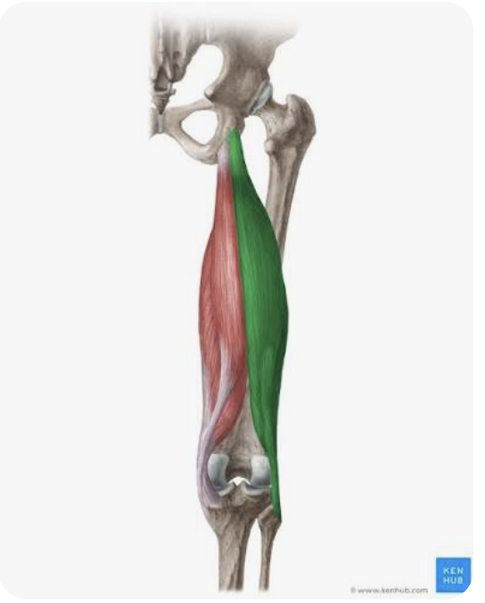 <p>O: <strong>Long head</strong> → tuberosity of the ischium</p><p><strong>Short head</strong> → linea aspera of the femur</p><p>I: Head of fibula; lateral condyle of tibia</p><p>A: <strong>Both heads</strong> → flexion of the leg; external rotation of the flexed leg;</p><p><strong>Long head</strong> → extension of the thigh</p><p>N: <strong>Long head</strong> → tibial nerve</p><p><strong>Short head</strong> → common peroneal nerve</p>