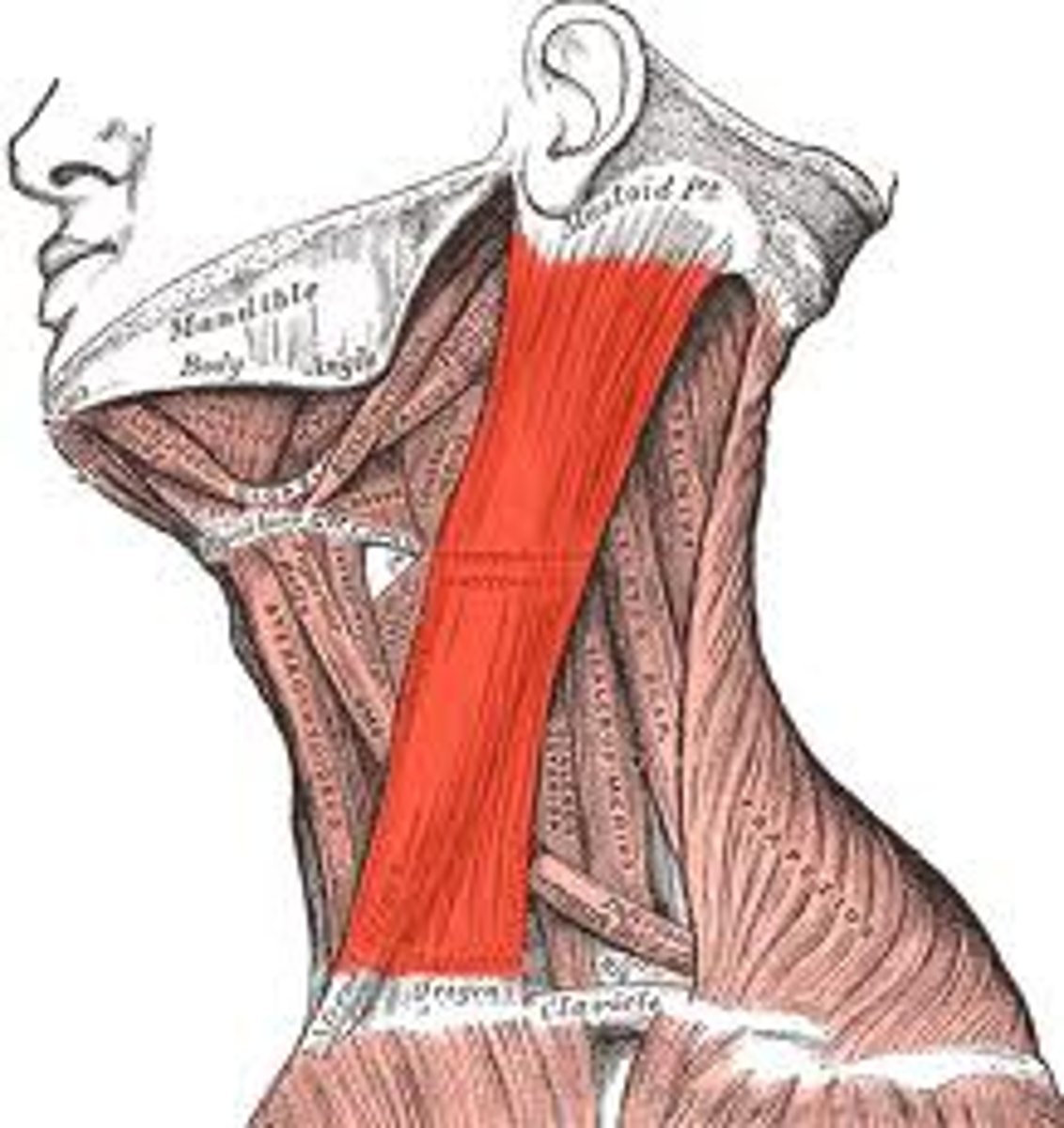 <p>Action - bow head, tilt head on an angle</p><p>Origin - manubrium &amp; head of clavicle</p><p>Insertion - mastoid process of temporal bone</p>