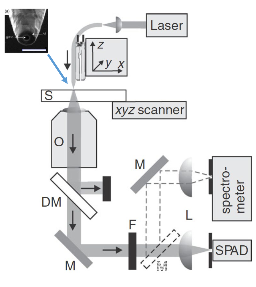 <ul><li><p>Laser for the monochromatic light source</p></li><li><p>Aperture made of glass and aluminium connected to stage</p></li><li><p>sample with fluorophores</p></li><li><p>objective to collect the light</p></li><li><p>dichroic mirror to seperate pump laser from stimullated emission (stokes shift)</p></li><li><p>Filter to filter out remaining laser light</p></li><li><p>SPAD → single photon avelanche diode</p></li></ul><p></p>