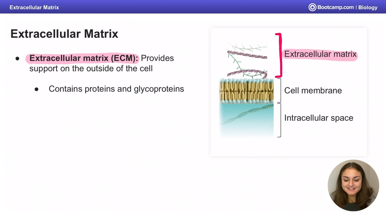 <p>Supports the outside of the cell </p>