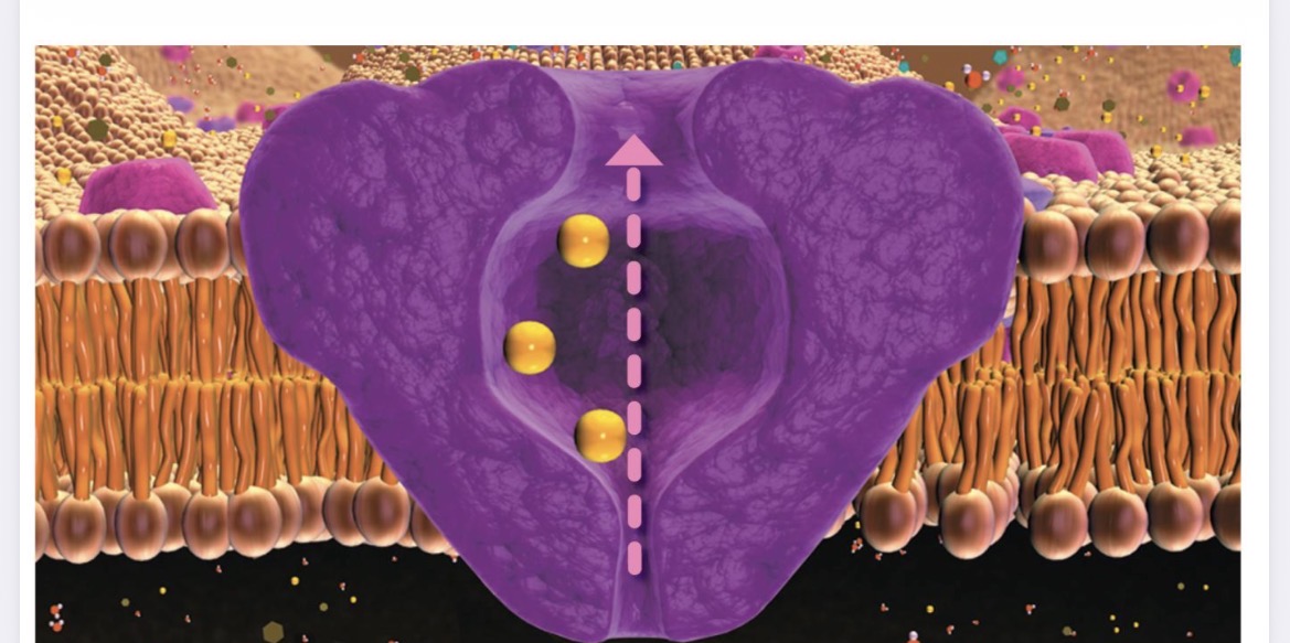 <p>Transmembrane protein pump requiring ATP energy. Plasma membrane of cells. Pumps ions/substrates against concentration gradients to maintain membrane potential.</p>