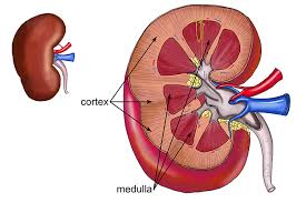 <p>Renal Medulla</p>