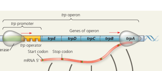 <p>operon</p>
