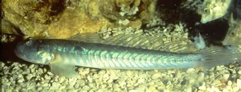 <p>Sail-like dorsal fin, fused pelvic fins</p>