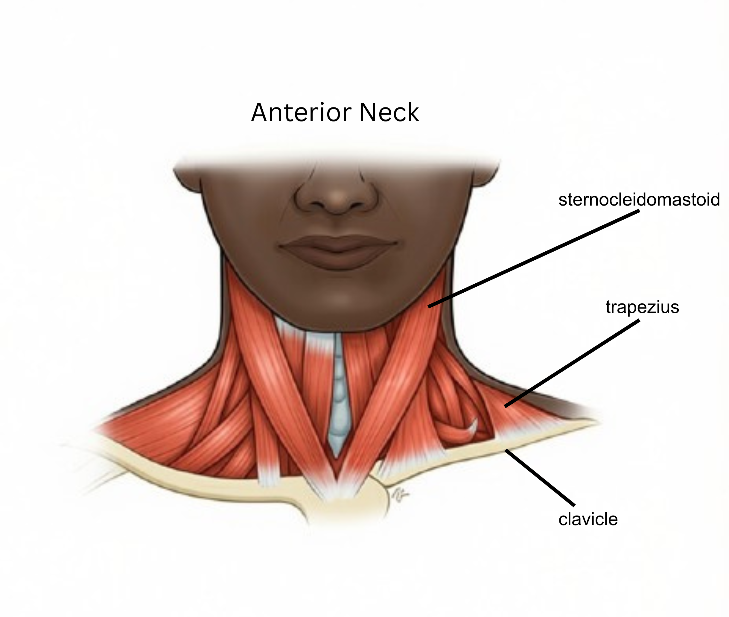<p><span style="background-color: transparent;">Sternocleidomastoid — turns and tilts the head; both sides together bend the neck forward. </span></p><p><span style="background-color: transparent;">Trapezius — moves the shoulder blade (shrugging) and helps move the head/neck.</span></p><p><br></p>