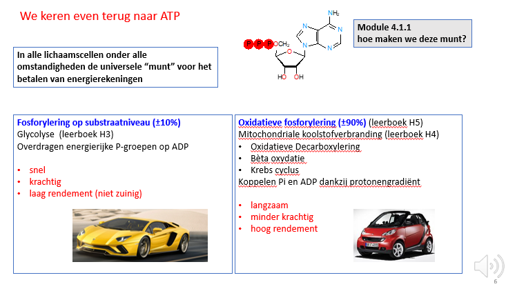 <p>FOSFORYLERING OP SUBSTRAATNIVEAU:</p><ul><li><p>snel</p></li><li><p>krachtig</p></li><li><p>laag rendement (niet zuinig)</p></li></ul><p></p><p>OXIDATIEVE FOSFORYLERING:</p><ul><li><p>langzaam</p></li><li><p>minder krachtig</p></li><li><p>hoog rendement</p></li></ul><p></p>