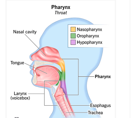 <p><strong>-</strong>nasopharynx</p><p>-oropharynx</p><p>-laryngopharynx or hypopharynx</p>