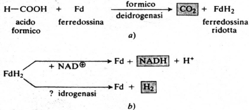 <p><strong><span>Sistema della formico deidrogenasi.</span></strong></p><p></p>
