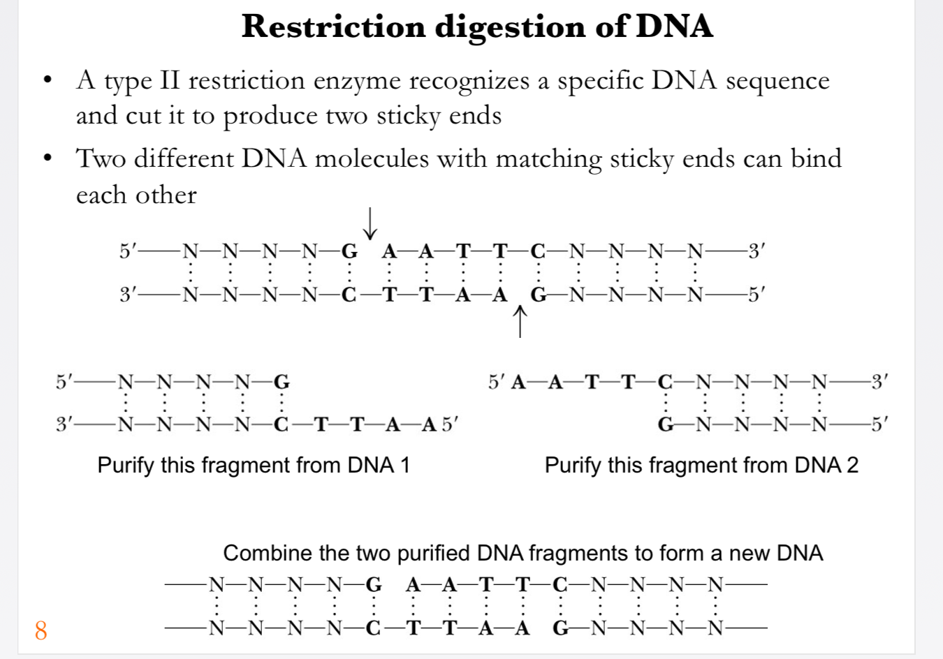 <ul><li><p>The <strong>plasmid itself already exists</strong> as a circular DNA molecule (the <strong>plasmid vector</strong>).</p></li><li><p>You use a <strong>restriction enzyme to cut the plasmid</strong> at a specific site.</p></li><li><p>You also cut your <strong>PCR-amplified gene</strong> with the same enzyme.</p></li><li><p>Their <strong>sticky ends match</strong>, allowing the gene to fit into the plasmid.</p></li><li><p><strong>DNA ligase</strong> then permanently joins the gene and plasmid.</p></li></ul><p>So:</p><p><strong>Existing plasmid + your gene</strong><br>↓ restriction enzymes <span data-name="scissors" data-type="emoji">✂</span><br><strong>Compatible sticky ends</strong><br>↓ ligase <span data-name="link" data-type="emoji">🔗</span><br><strong>Recombinant plasmid containing your gene</strong></p><p>That's the plasmid your biotech team wants to use to eventually <strong>produce the human protein</strong>.</p>