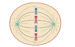 <p>Metaphase</p>