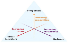 <p>Plants adapted to high stress; characterized by slow growth and vegetative reproduction.</p>